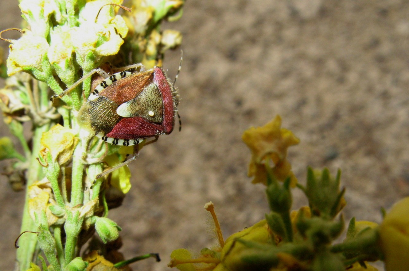 Heteroptera dei Colli Euganei